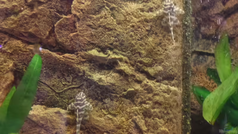 L134 von raubsau (170)