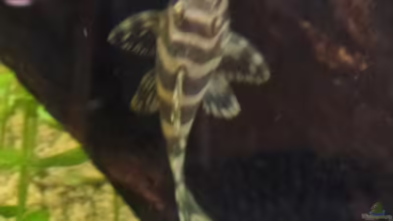 L134 von raubsau (171)