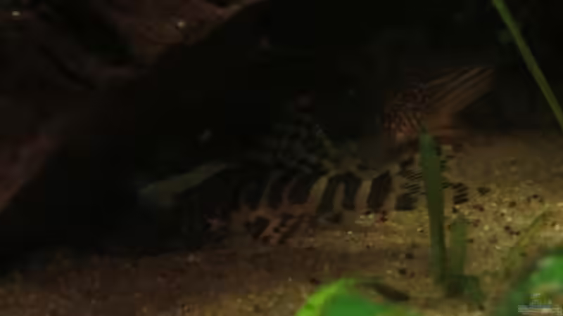 L134 von Sabrina Plankensteiner (42)