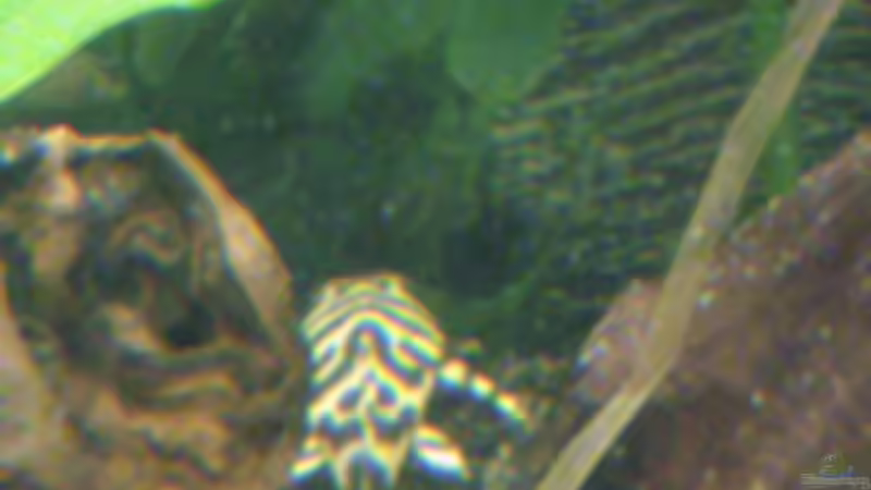 L134 von skalarvonwels (5)