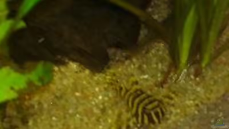 L134 von *Thorsten* (43)