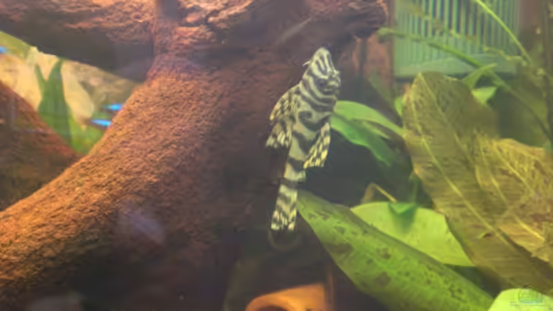 L134 von Thorsten Plaster (2)