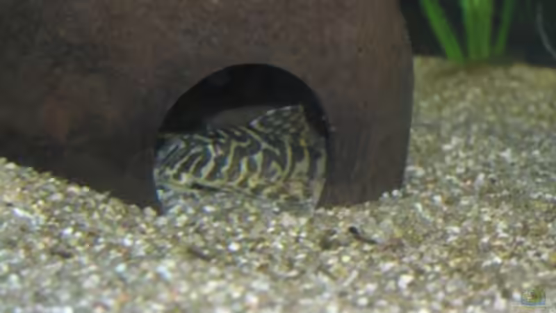 L134 von urml87 (11)