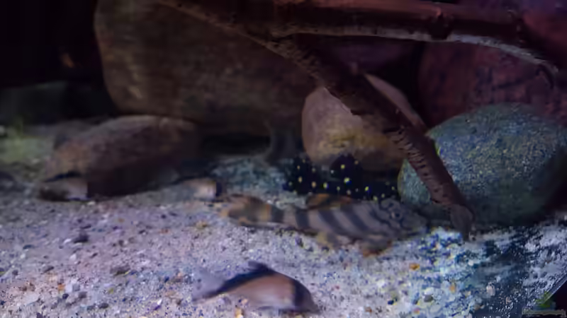 L135 & L97 von Südamerika Aquanaut (40)