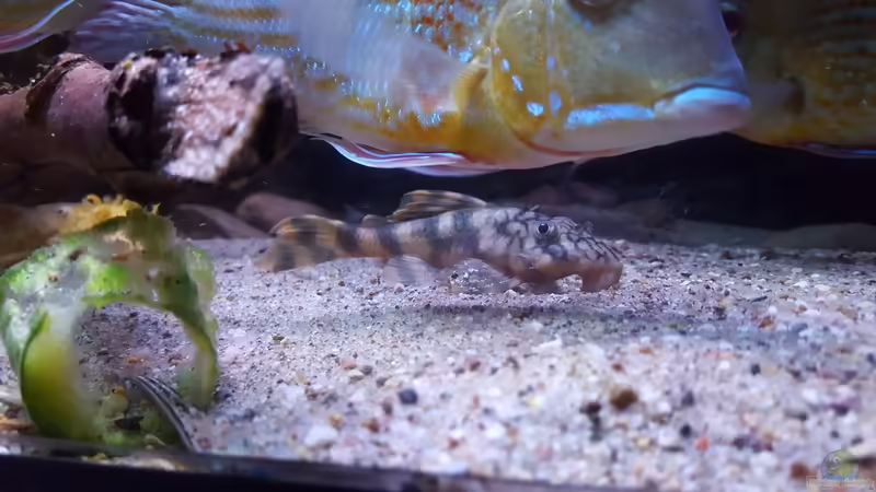 L135 von Südamerika Aquanaut (24)