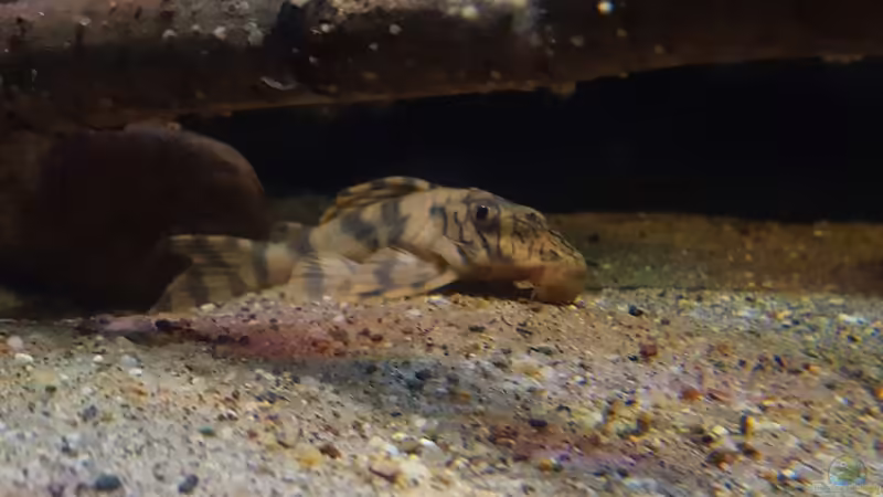 L135 von Südamerika Aquanaut (45)