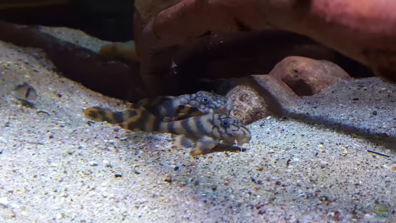 Aquarien für Peckoltia sp. braueri (Einrichtungsbeispiele für Wurmlinien-Zwergschilderwels, L-135)