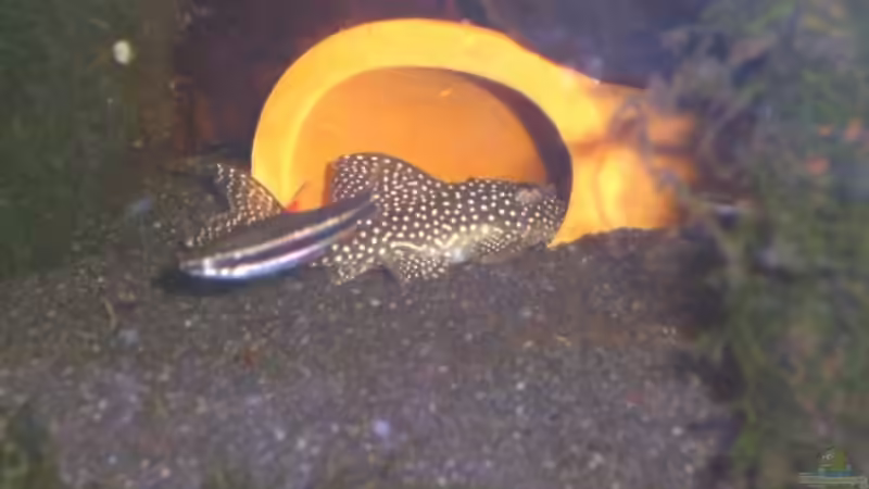 L136b von Thorsten Plaster (3)