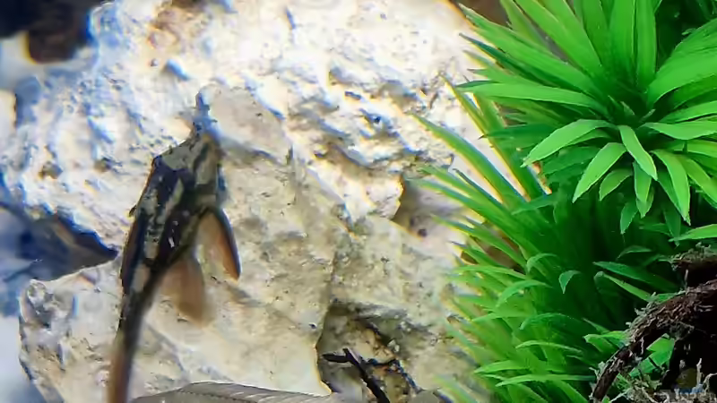 L137 Peruanischer Cochliodornwels Pana. Sp.Bruno  von DocMau (6)