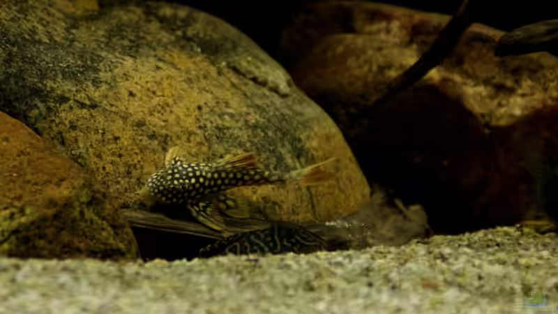 Aquarien mit Scobinancistrus aureatus (Sonnenwels, L 14)