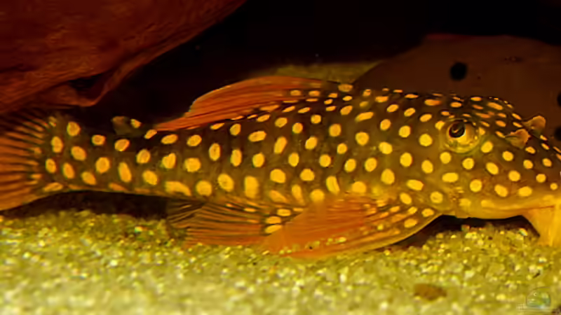 L14 von Helmut Kreutmayer (9)