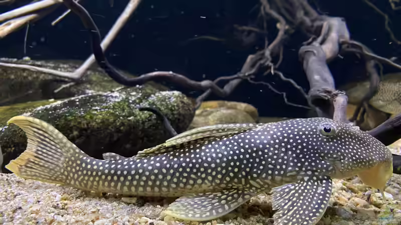 L14 von Thomas S-H (25)