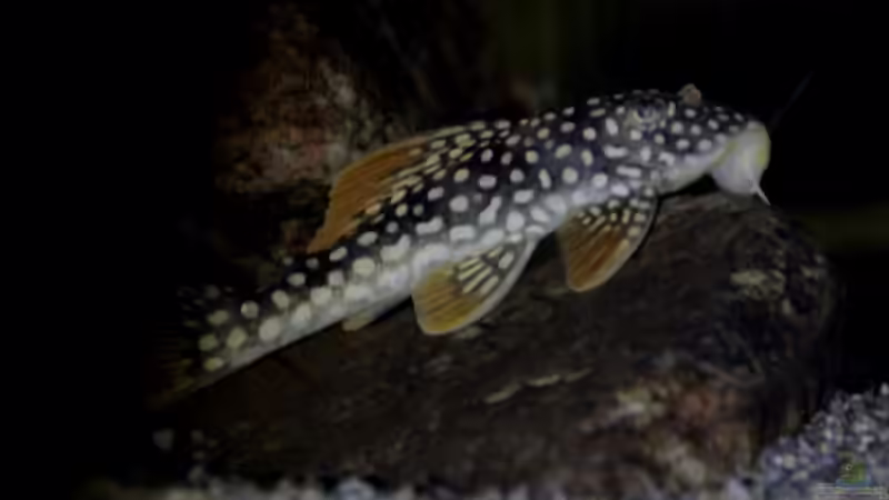 L14 von Thomas S-H (31)