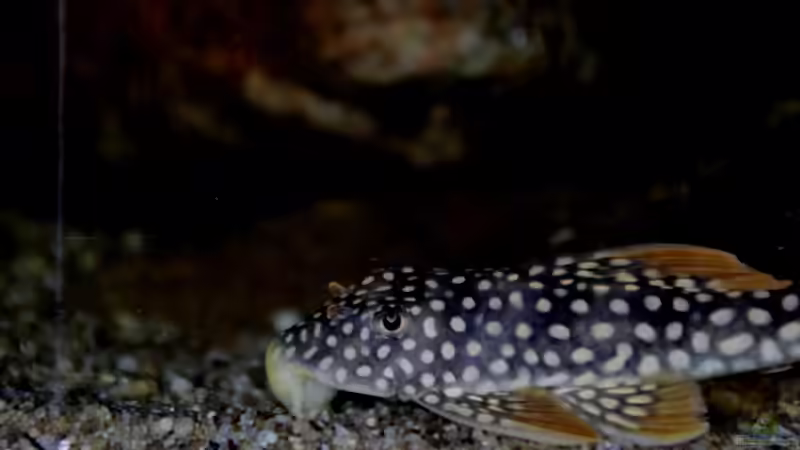 L14 von Thomas S-H (32)