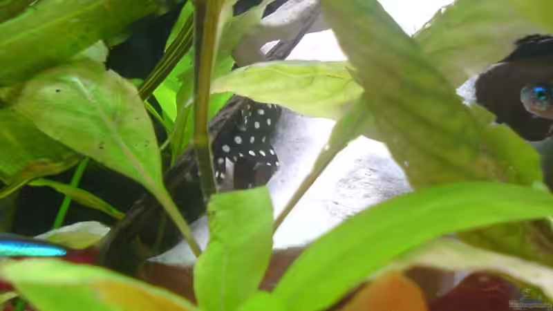 L142 versteckt von Steve Knöfler (11)