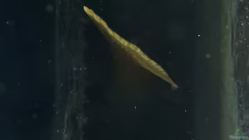 L144 bei der Brutpflege ! von Marcus Lucke (31)