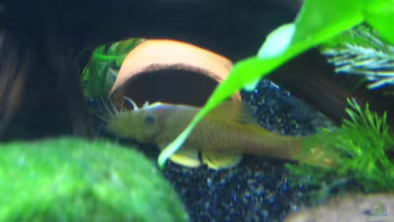 L144 Männchen von Sascha Gerber (10)