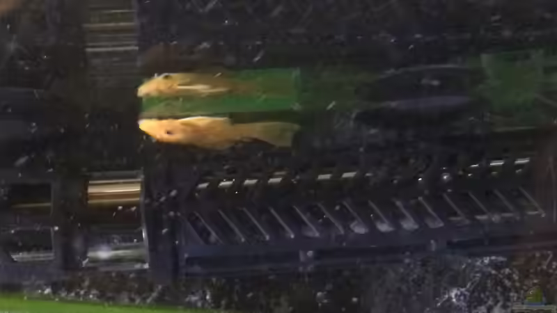 L144 Nachzuchten von Flo87 (7)