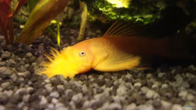 L144 von der_nevs (7)