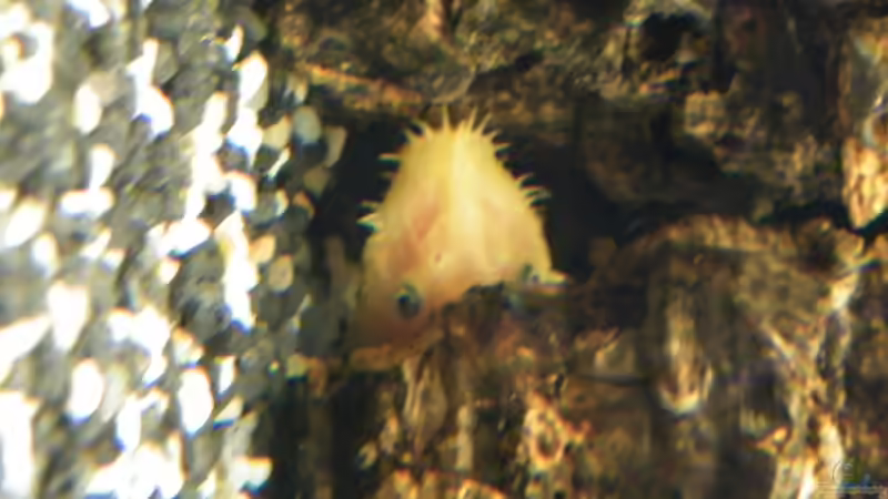 L144 von loco81 (14)