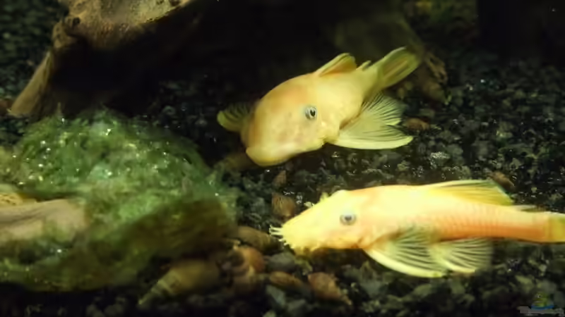 l144 von Mellie (17)