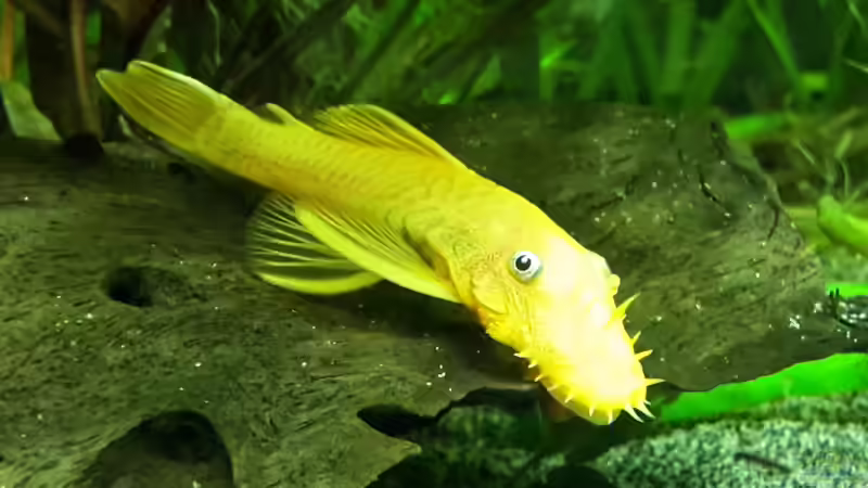 L144 von Sascha-M.K. (6)