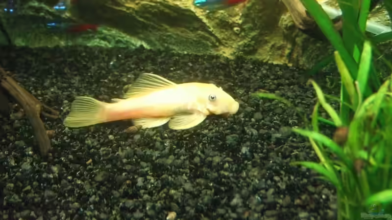 L144 w von Mellie (20)