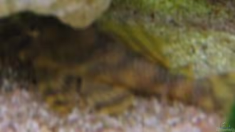 L15 von Robert Malcharczik (14)