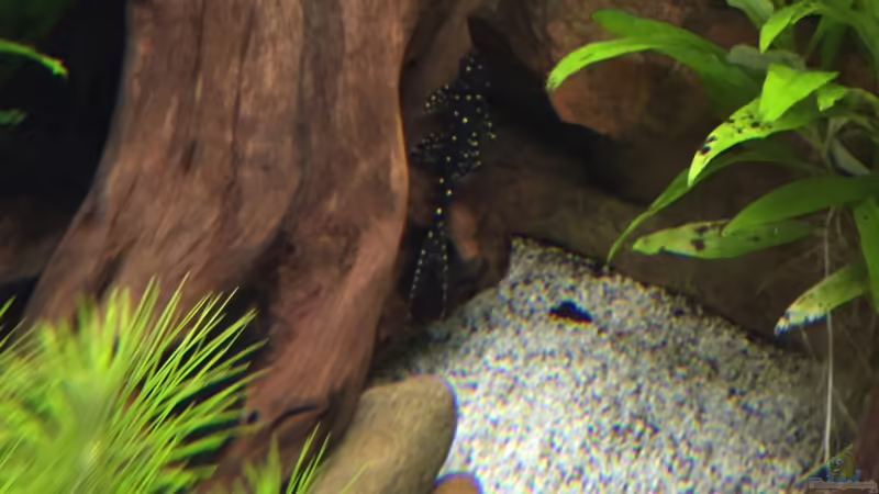 Acanthicus adonis im Aquarium halten (Einrichtungsbeispiele mit Elfenwelsen)