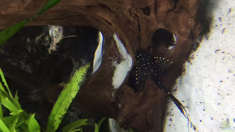 L155 von Basti@ (29)