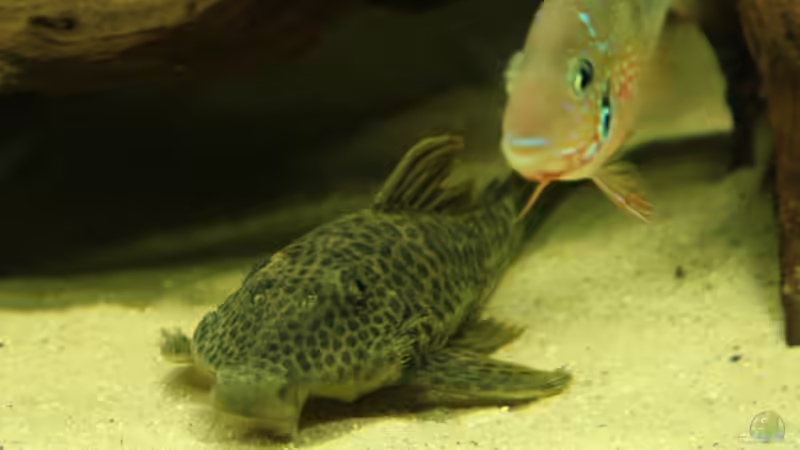 L163 - Ancistomus sp. von Tim E. (10)