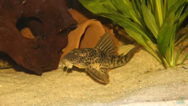 L163 - Ancistomus sp. von Tim E. (16)