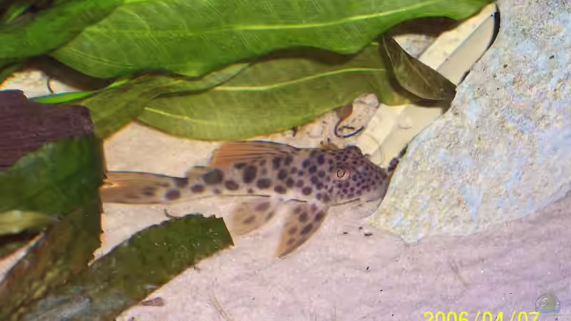 L163 (L13? L75?) von Sven Pohlner (15)