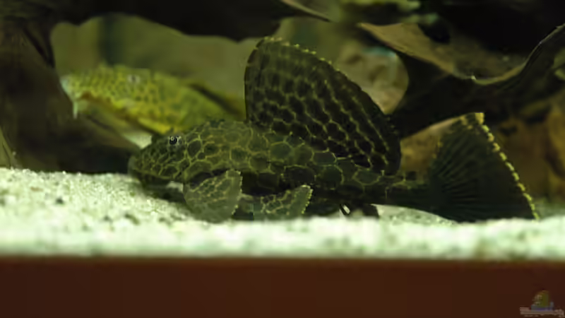 L165 von Stefan Hoffmann (16)