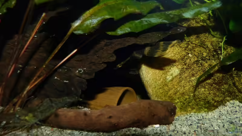 L168 in seiner ´Höhle´ 07.08.15 von nokoeh (32)