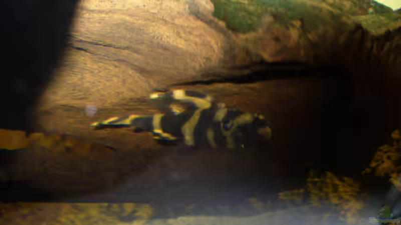 L168 von Randsteinwetzer (17)