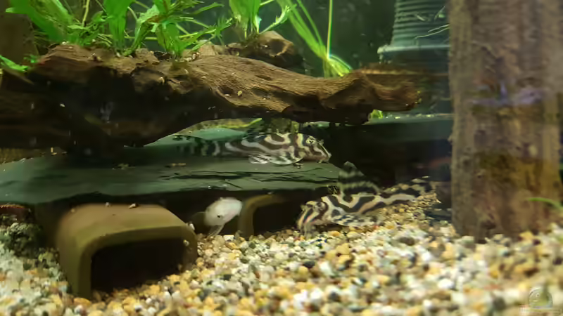 L173 Welse von Aqualady (4)