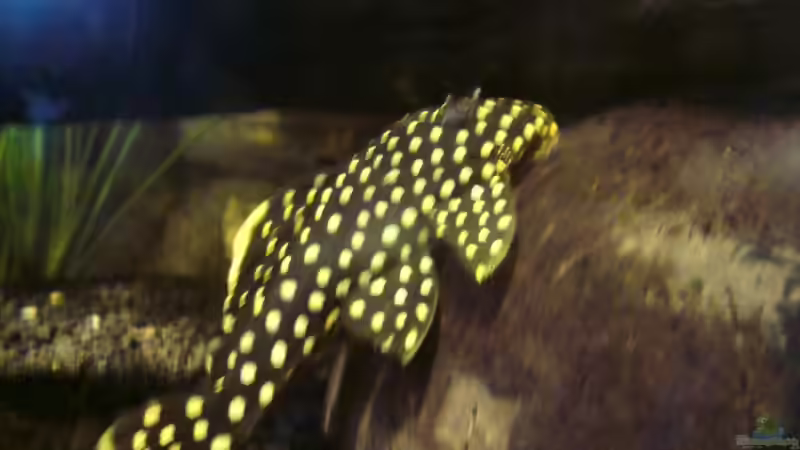 L177 in Großformat von Still (5)