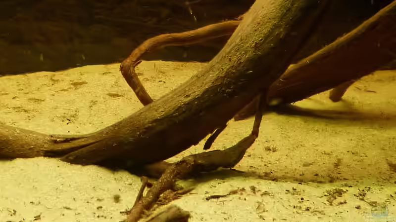 L177 u. L183 am 26.04.15 von ~Marco~ (64)