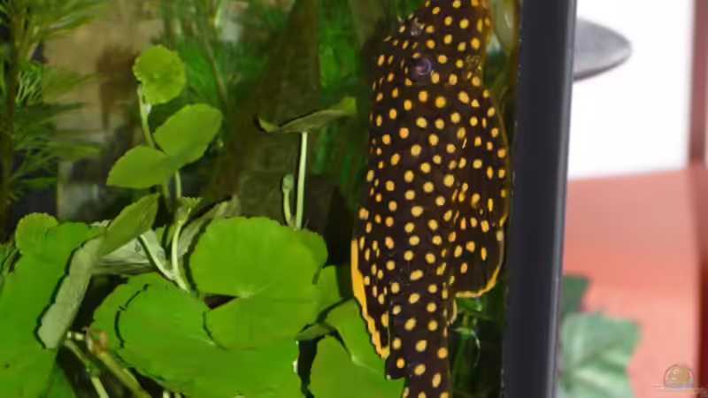 L18 Gelbsaumwels von Zewana (28)