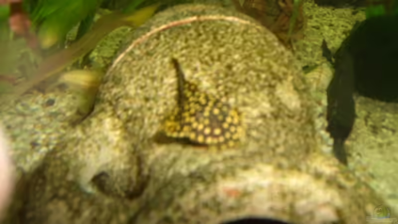 l18 golden nugget von Andre Schumacher (28)