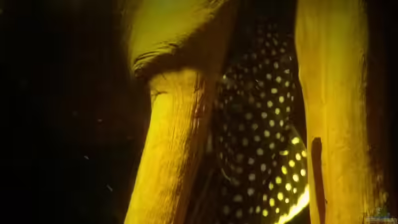 L18 golden Nugget von Sebastian Müller (59)