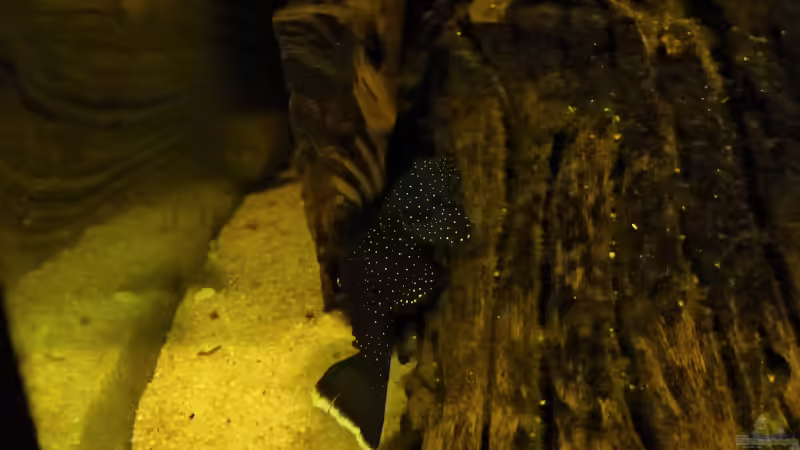 L181 von Blackwater (63)