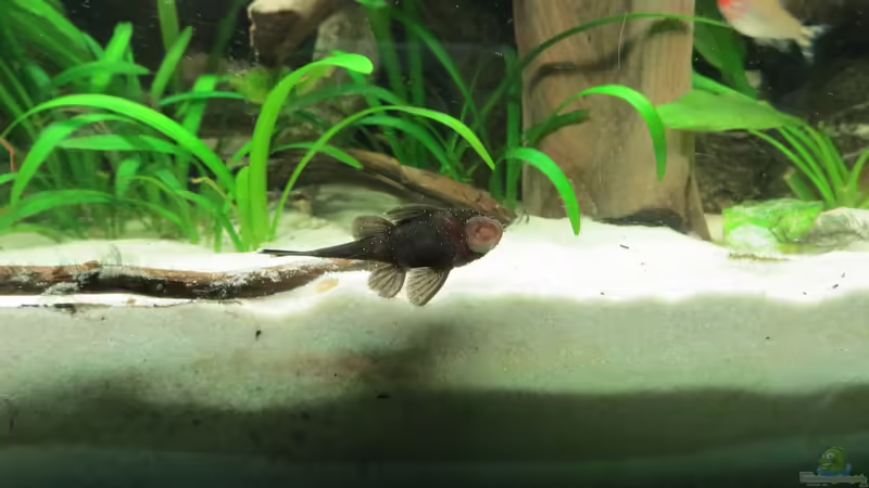 L181 von Jan S. (53)