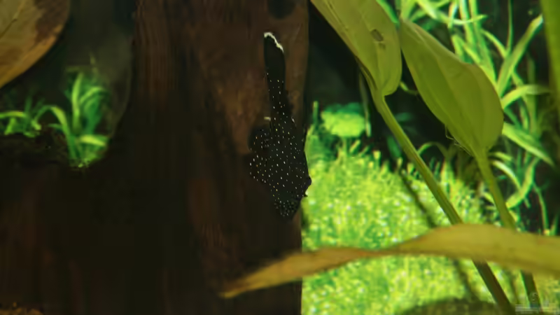 L181 von Steffen Rübsam (39)