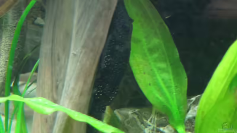 L181 Weibchen von Jan S. (54)