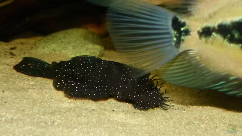 L183 Männchen 28.01.15 von ~Marco~ (67)