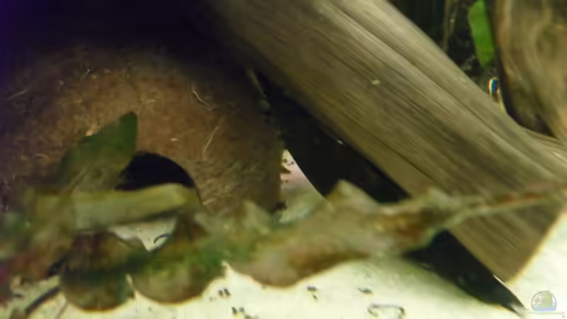 L183 Männchen von Jan S. (23)