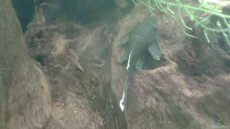 L183 von Deoroller (81)