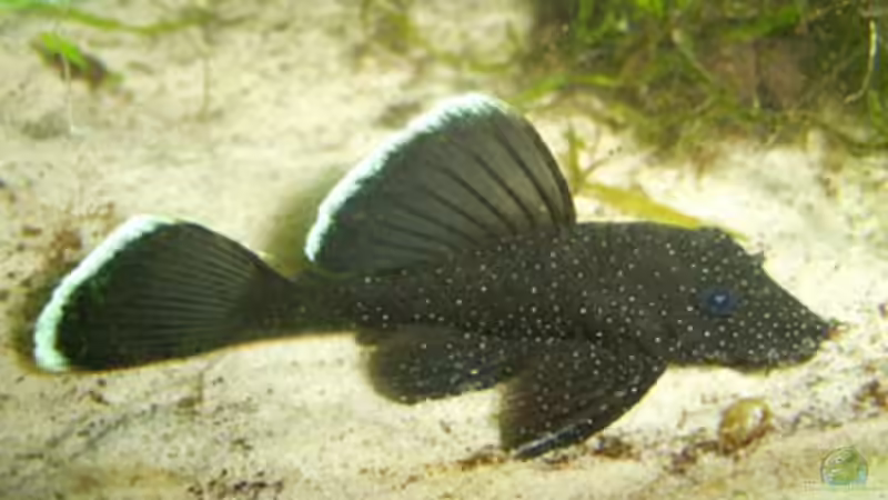 L183 von Frank Broneske (27)